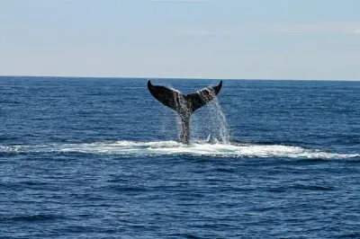 Whale Watching in Punta Mita: The Best Seasons to See These Majestic Creatures