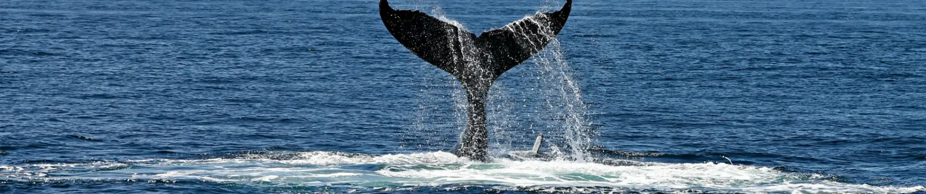 Whale Watching in Punta Mita: The Best Seasons to See These Majestic Creatures